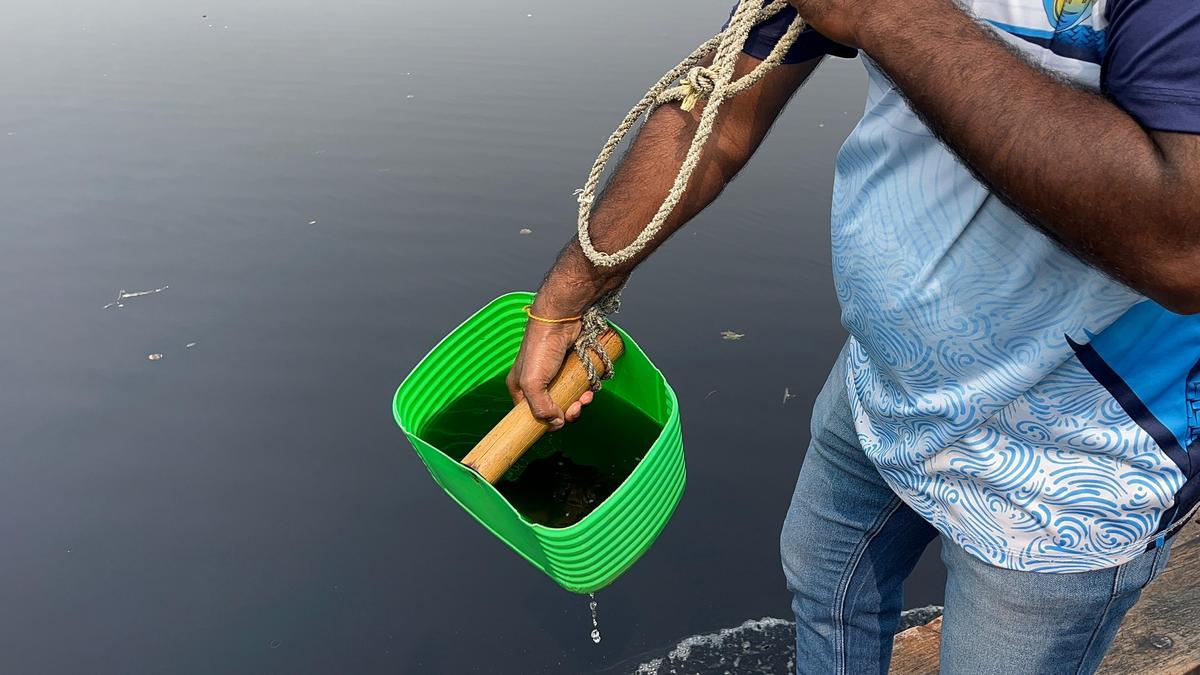 Industrial pollution kills marine life in Navi Mumbai, traditional fishermen to move High Court  